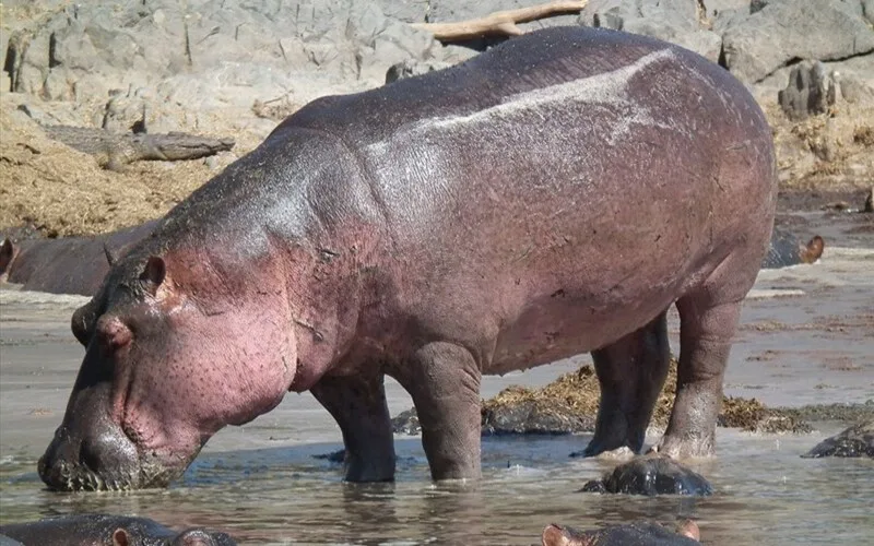 dong vat lon nhat the gioi 10 loai khien ban bat ngo ve kich thuoc