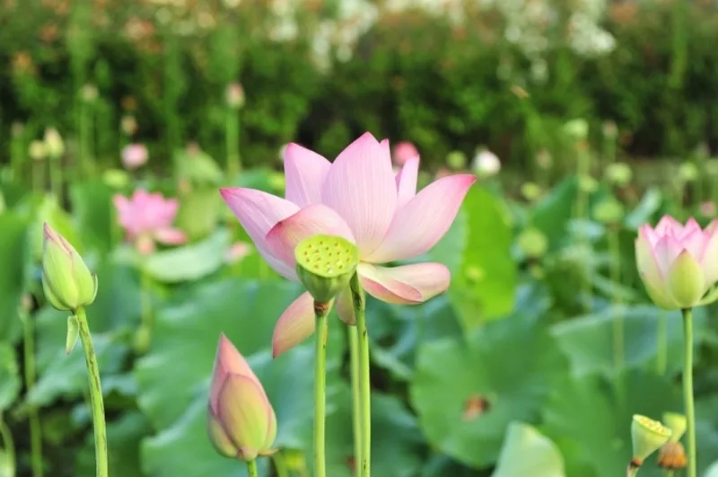 hoa sen hồng có ý nghĩa gì