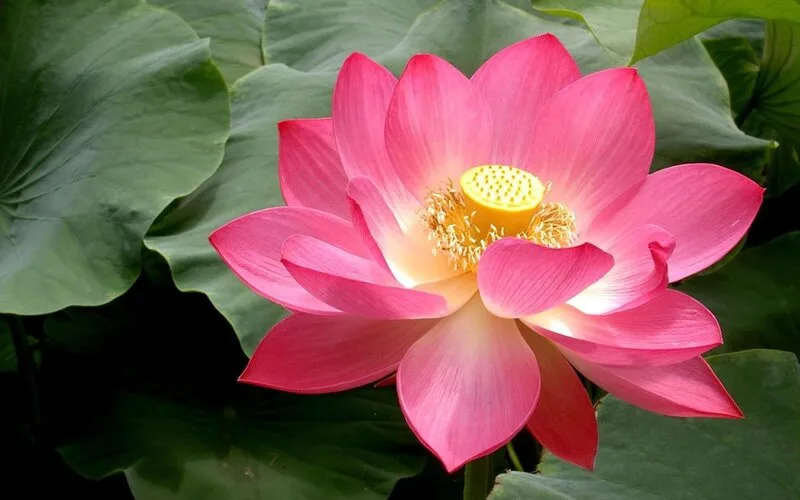 hoa sen hồng có ý nghĩa gì