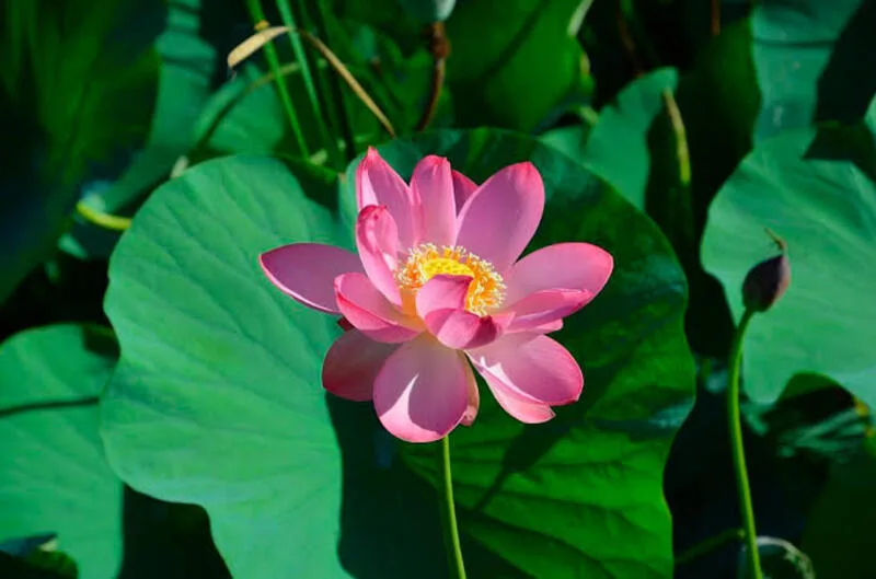 hoa sen hồng có ý nghĩa gì